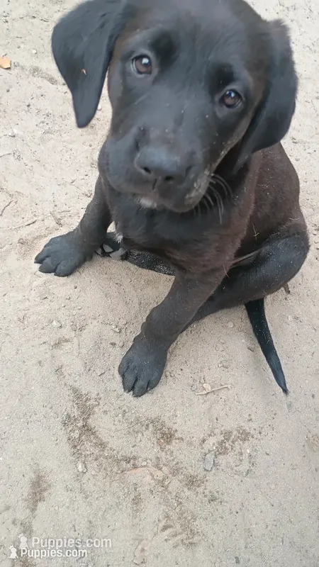 Izzy – Labrador Retriever puppy for sale in Columbia, SC