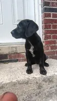 Lizzy, a female Labrador Retriever for sale in Columbia, SC – 2 of 4