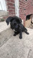 Bella, a female Labrador Retriever for sale in Columbia, SC – 2 of 4