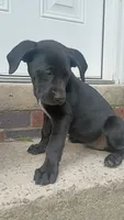 Bella, a female Labrador Retriever for sale in Columbia, SC – 4 of 4
