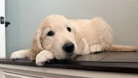 Little girl, a male Golden Retriever and English Cream Golden Retriever for sale in Riverside, CA – 3 of 9
