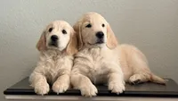 Little girl, a male Golden Retriever and English Cream Golden Retriever for sale in Riverside, CA – 5 of 9