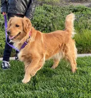 Sweet boy, a male Golden Retriever and English Cream Golden Retriever for sale in Riverside, CA – 6 of 6