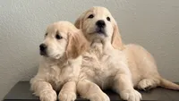 Little girl, a male Golden Retriever and English Cream Golden Retriever for sale in Riverside, CA – 2 of 9