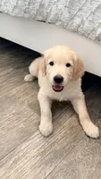 Little girl, a male Golden Retriever and English Cream Golden Retriever for sale in Riverside, CA – 7 of 9