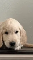 Sweet boy, a male Golden Retriever and English Cream Golden Retriever for sale in Riverside, CA – 2 of 6