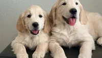 Sweet boy, a male Golden Retriever and English Cream Golden Retriever for sale in Riverside, CA – 3 of 6