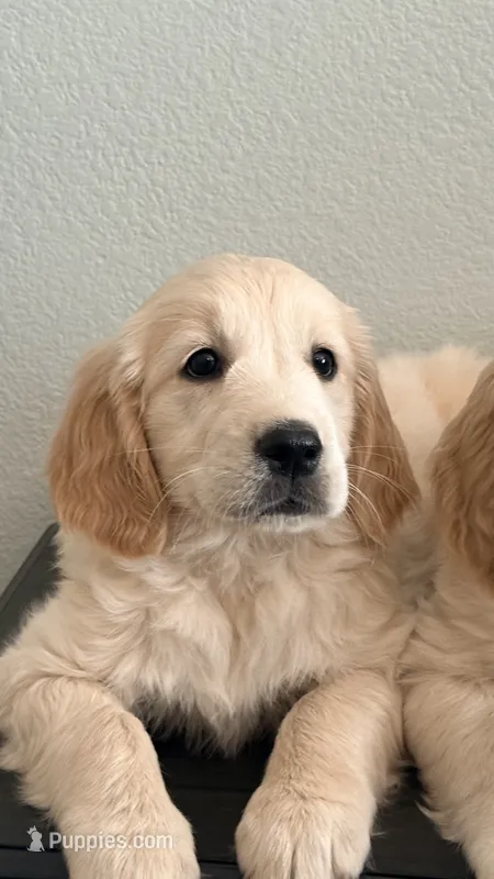 Little girl – Golden Retriever, English Cream Golden Retriever puppy for sale in Riverside, CA