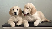 Sweet boy, a male Golden Retriever and English Cream Golden Retriever for sale in Riverside, CA – 4 of 6
