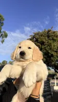 Sweet boy, a male Golden Retriever and English Cream Golden Retriever for sale in Riverside, CA – 1 of 6