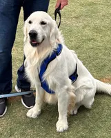 Little girl, a male Golden Retriever and English Cream Golden Retriever for sale in Riverside, CA – 9 of 9