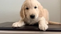 Little girl, a male Golden Retriever and English Cream Golden Retriever for sale in Riverside, CA – 6 of 9