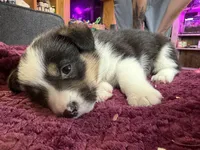 Riley , a male Pembroke Welsh Corgi for sale in Wytheville, VA – Photo 3 of 5