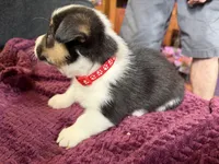 Riley , a male Pembroke Welsh Corgi for sale in Wytheville, VA – Photo 5 of 5