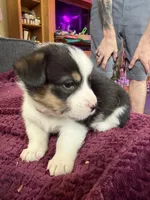 Riley , a male Pembroke Welsh Corgi for sale in Wytheville, VA – Photo 2 of 5
