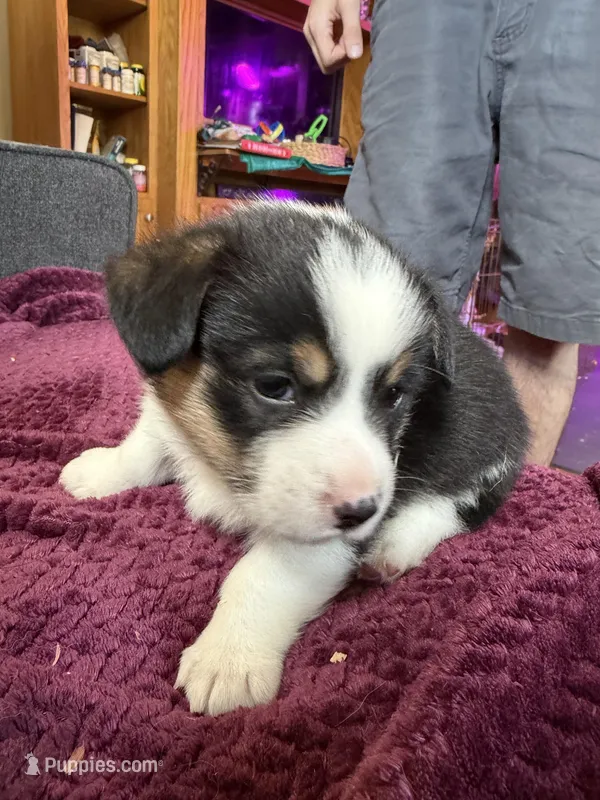 Riley  – Pembroke Welsh Corgi puppy for sale in Wytheville, VA
