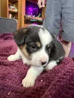 Riley , a male Pembroke Welsh Corgi for sale in Wytheville, VA – Photo 1 of 5