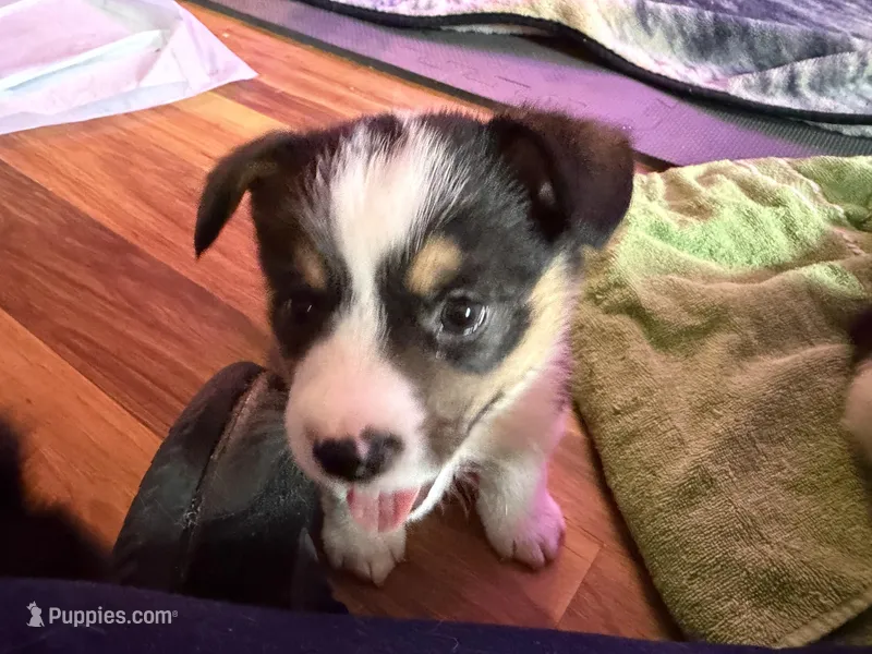 Riley  – Pembroke Welsh Corgi puppy for sale in Wytheville, VA