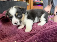 Riley , a male Pembroke Welsh Corgi for sale in Wytheville, VA – Photo 4 of 5