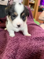 Daisy , a female Pembroke Welsh Corgi for sale in Wytheville, VA – Photo 4 of 5