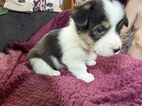 Daisy , a female Pembroke Welsh Corgi for sale in Wytheville, VA – Photo 3 of 5