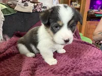 Daisy , a female Pembroke Welsh Corgi for sale in Wytheville, VA – Photo 2 of 5
