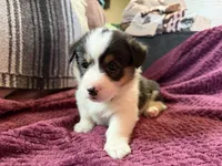 Daisy , a female Pembroke Welsh Corgi for sale in Wytheville, VA – Photo 5 of 5