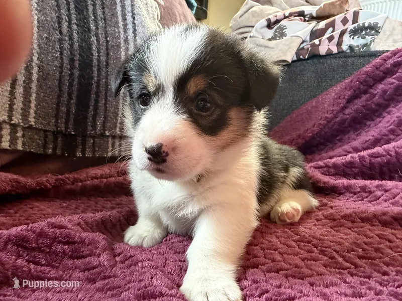 Daisy  – Pembroke Welsh Corgi puppy for sale in Wytheville, VA