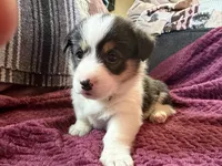 Daisy , a female Pembroke Welsh Corgi for sale in Wytheville, VA – Photo 1 of 5