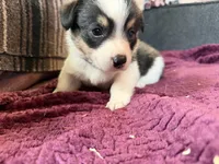 Pumpkin, a male Pembroke Welsh Corgi for sale in Wytheville, VA – Photo 6 of 6