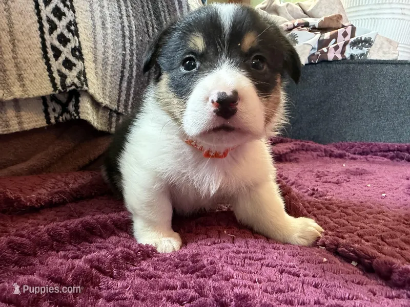 Pumpkin – Pembroke Welsh Corgi puppy for sale in Wytheville, VA