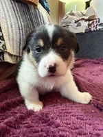 Pumpkin, a male Pembroke Welsh Corgi for sale in Wytheville, VA – Photo 5 of 6