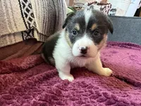 Pumpkin, a male Pembroke Welsh Corgi for sale in Wytheville, VA – Photo 4 of 6