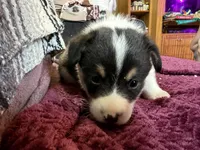 Pumpkin, a male Pembroke Welsh Corgi for sale in Wytheville, VA – Photo 2 of 6