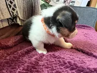 Pumpkin, a male Pembroke Welsh Corgi for sale in Wytheville, VA – Photo 3 of 6