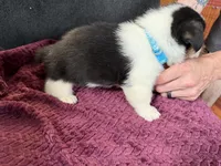 Boo, a male Pembroke Welsh Corgi for sale in Wytheville, VA – Photo 5 of 6