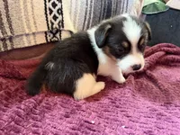 Boo, a male Pembroke Welsh Corgi for sale in Wytheville, VA – Photo 4 of 6