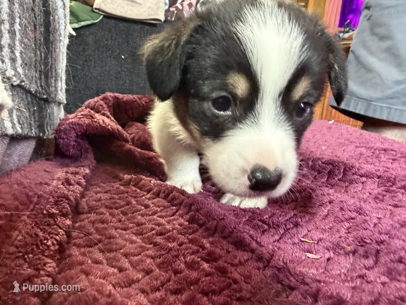 Boo – Pembroke Welsh Corgi puppy for sale in Wytheville, VA