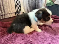 Boo, a male Pembroke Welsh Corgi for sale in Wytheville, VA – Photo 6 of 6