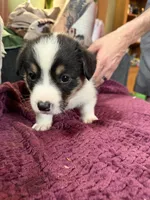 Boo, a male Pembroke Welsh Corgi for sale in Wytheville, VA – Photo 2 of 6