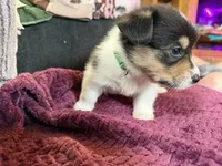 Rocky, a male Pembroke Welsh Corgi for sale in Wytheville, VA – Photo 4 of 6