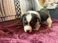 Rocky, a male Pembroke Welsh Corgi for sale in Wytheville, VA – Photo 6 of 6