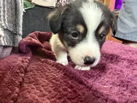 Rocky, a male Pembroke Welsh Corgi for sale in Wytheville, VA – Photo 3 of 6