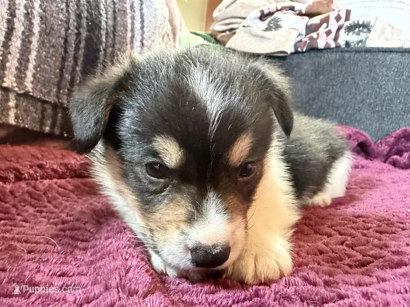 Rocky – Pembroke Welsh Corgi puppy for sale in Wytheville, VA