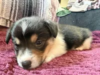 Rocky, a male Pembroke Welsh Corgi for sale in Wytheville, VA – Photo 2 of 6