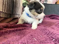 Blue , a male Pembroke Welsh Corgi for sale in Wytheville, VA – Photo 4 of 4