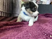 Blue , a male Pembroke Welsh Corgi for sale in Wytheville, VA – Photo 1 of 4