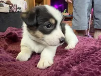 Blue , a male Pembroke Welsh Corgi for sale in Wytheville, VA – Photo 2 of 4