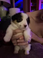 Dot, a female Pembroke Welsh Corgi for sale in Wytheville, VA – Photo 2 of 3