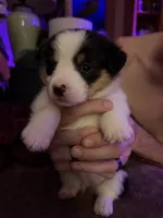 Dot, a female Pembroke Welsh Corgi for sale in Wytheville, VA – Photo 3 of 3